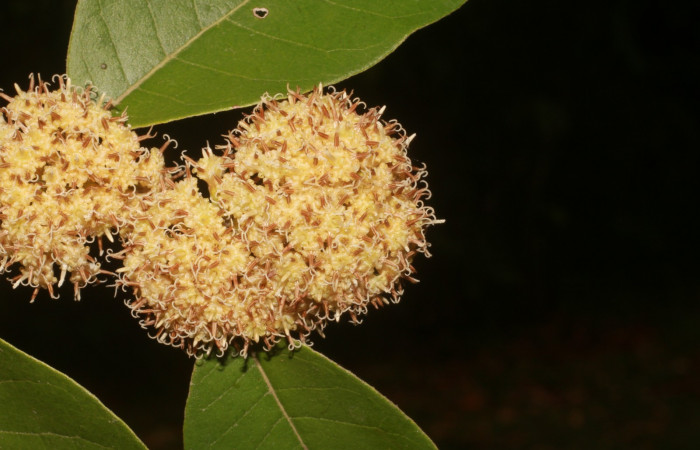 Figura. 7 Posición inflorescencia de frente, <i>Piptocarpha poeppigiana</i></i>, (Asteraceae). Area de Conservación Guanacaste, Sector Rincón Rain Forest, Estación Leiva, Cafecito , (elevación 455 metros), colectada el 5 de Junio 2020. Foto, Jorge Hernández.