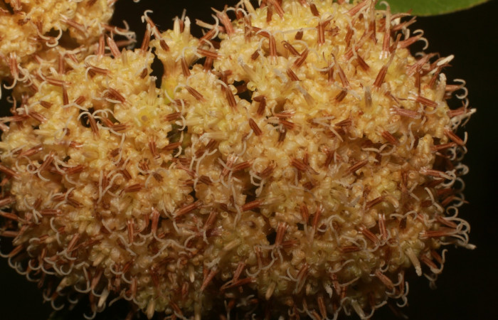 Figura. 8 Posición flores de frente, <i>Piptocarpha poeppigiana</i></i>, (Asteraceae). Area de Conservación Guanacaste, Sector Rincón Rain Forest, Estación Leiva, Cafecito , (elevación 455 metros), colectada el 5 de Junio 2020. Foto, Jorge Hernández.