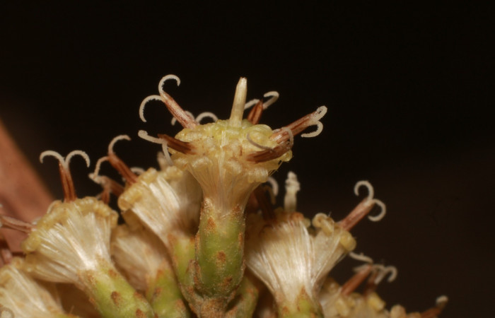 Figura. 9 Posición flores laterales, <i>Piptocarpha poeppigiana</i></i>, (Asteraceae). Area de Conservación Guanacaste, Sector Rincón Rain Forest, Estación Leiva, Cafecito , (elevación 455 metros), colectada el 5 de Junio 2020. Foto, Jorge Hernández.