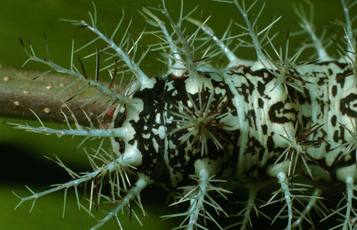 Figura 5. <i>Dirphia avirosensis</i></i> (Saturniidae), larva en último estadio, posición cola, Entrada Santa Elena. Voucher 03-SRNP-30692-DHJ80840.jpg.