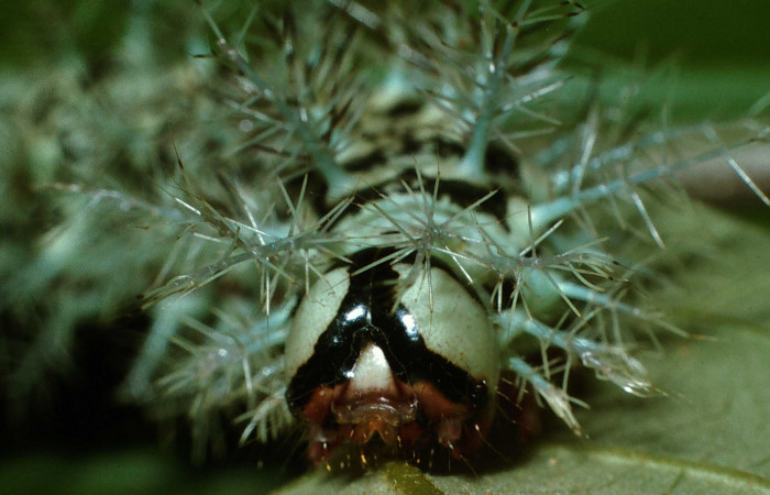 Figura 4. <i>Dirphia avirosensis</i></i> (Saturniidae), larva en último estadio, posición frontal, Entrada Santa Elena. Voucher 03-SRNP-30692-DHJ80850.jpg.
