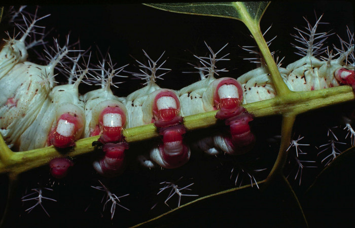 Figura 6. <i>Dirphia avirosensis</i></i> (Saturniidae), larva en último estadio, posición ventral. Sector Santa Rosa, Area Administrativa. Voucher 80-SRNP-235-DHJ1442.jpg.