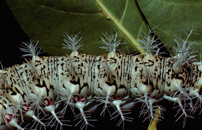 Figura 7. <i>Dirphia avirosensis</i></i> (Saturniidae), larva en último estadio, posición dorsal. Sector Santa Rosa, Area Administrativa. Voucher 80-SRNP-235-DHJ1445.jpg.