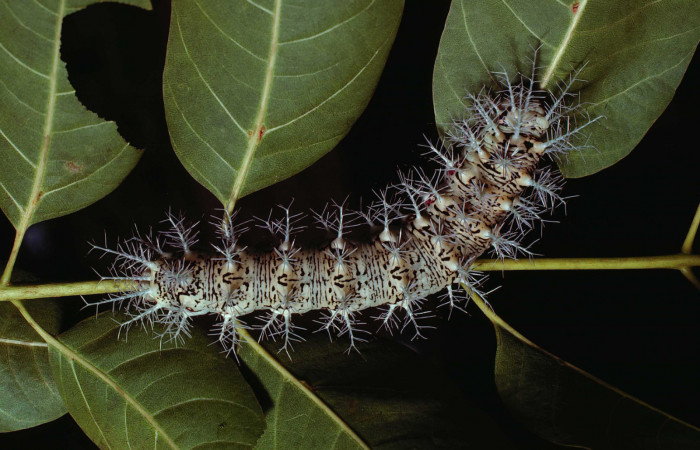 Figura 3. <i>Dirphia avirosensis</i></i> (Saturniidae), larva en último estadio, posición dorsal. Sector Santa Rosa, Area Administrativa. Voucher 80-SRNP-235-DHJ1453.jpg.