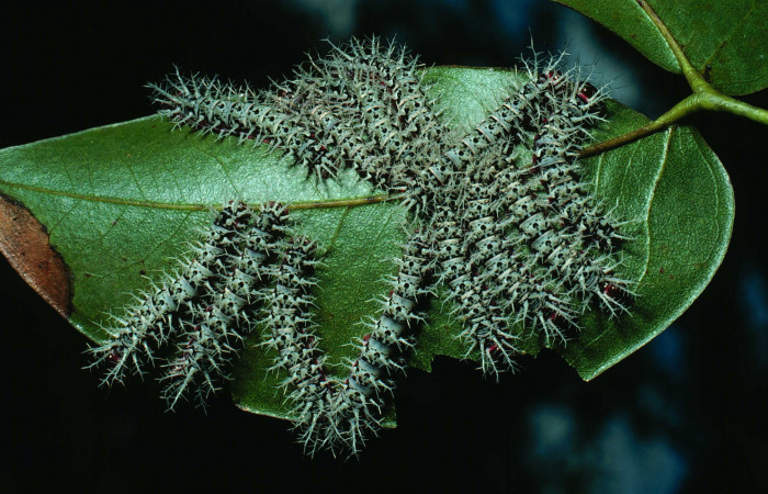 Figura 9. <i>Dirphia avirosensis</i></i> (Saturniidae), larvas en último estadio, Sector Santa Rosa, Bosque Húmedo. Voucher 82-SRNP-276-DHJ4004.jpg.