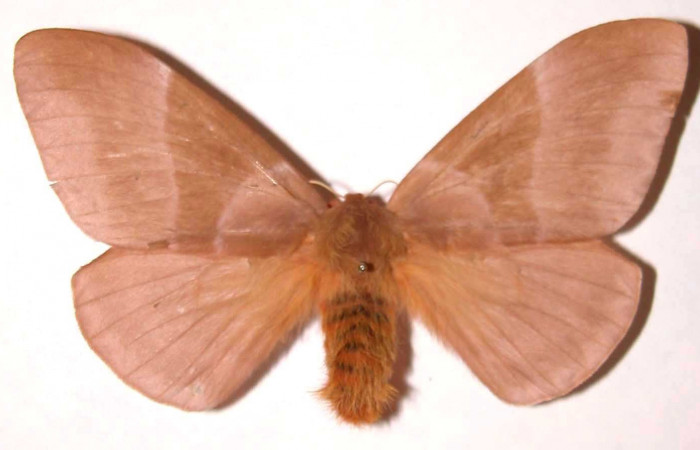 Figura 1. Adulto hembra de <i>Dirphia avirosensis</i></i> (Saturniidae), vista dorsal. Voucher 83-SRNP-121-DHJ37170.jpg.
