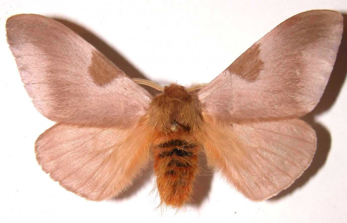 Figura 12. Adulto macho de <i>Dirphia avirosensis</i></i> (Saturniidae), posición dorsal. Voucher 93-SRNP-3318.8-DHJ36484.jpg.