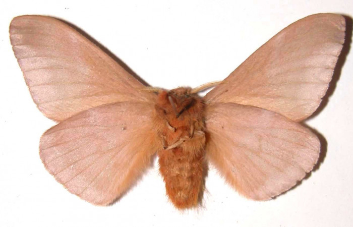 Figura 13. Adulto macho de <i>Dirphia avirosensis</i></i> (Saturniidae), posición ventral. Voucher 93-SRNP-3318.8-DHJ36485.jpg.