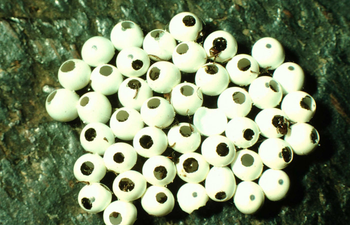 Figura 2. Huevos vacíos de <i>Dirphia avirosensis</i></i> (Saturniidae). Voucher 97-SRNP-2361-DHJ41789.jpg.