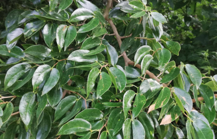 Figura 14. Planta hospedera de <i>Dirphia avirosensis</i></i> (Saturniidae) <i>Hymenaea courbaril</i></i> (Fabaceae). Quebrada Grande, Conzuelo. Foto. Gloria sihezar.  20 julio 2020. 
