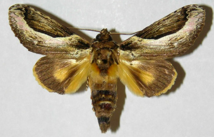 Fig 1. Macho de <i>Rhuda difficilis</i></i>. Vista dorsal. Voucher: 00-SRNP-20595-DHJ310346.jpg 53mm de longitud.