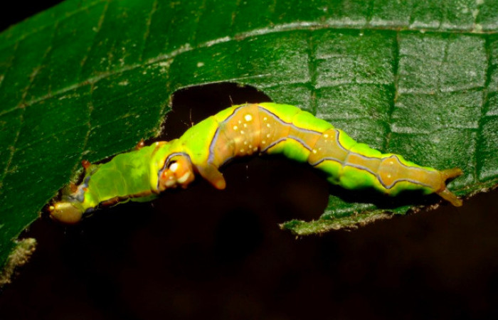 Fig.10. Larva de <i>Rhuda difficilis</i></i>. Vista dorsal. Voucher:  07-SRNP-973-DHJ419417.jpg,30mm de longitud
