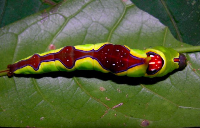 Fig.11. Larva de <i>Rhuda difficilis</i></i>. Vista dorsal. Voucher: 05-SRNP-32496-DHJ404708.jpg, 50mm de longitud.
