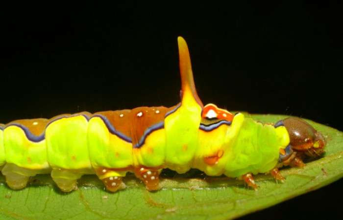 Fig.12. Larva de <i>Rhuda difficilis</i></i>. Vista lateral. Voucher: 07-SRNP-32531-DHJ421603.jpg.36mm de longitud.
