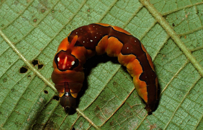 Fig.13. Prepupa de <i>Rhuda difficilis</i></i>. Vista dorsal. Voucher: 13.02-SRNP-3558-DHJ67371.jpg. 42mm de longitud.
