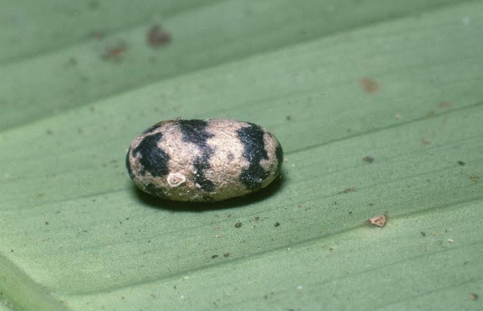 Fig.14. Capullo de parásito de <i>Rhuda difficilis</i></i>. Voucher: 04-SRNP-2410-DHJ85851.jpg.