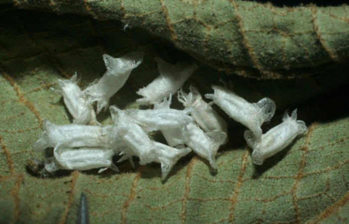 Fig.15. Capullos de parásitos de <i>Rhuda difficilis</i></i>. Voucher: 07-SRNP-2053-DHJ452667.jpg.