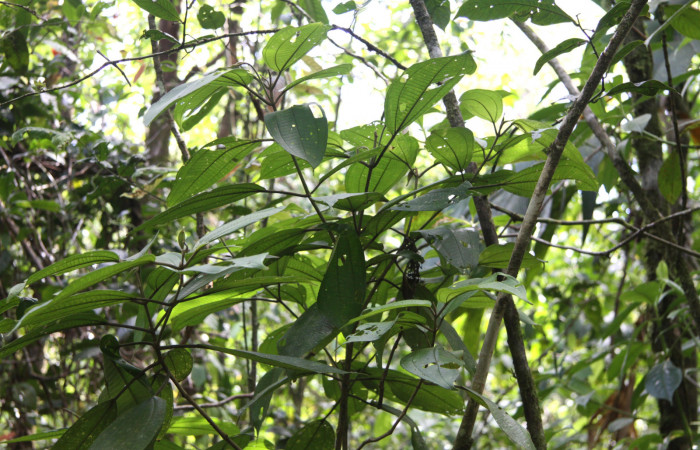 Fig.17. Planta hospedera de <i>Rhuda difficilis</i></i> <i>Conostegia micrantha</i></i> (Melastomataceae).