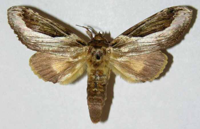 Fig 2. Hembra de <i>Rhuda difficilis</i></i>. Vista dorsal. Voucher: 01-SRNP-23217-DHJ310352.jpg, 66mm de longitud.