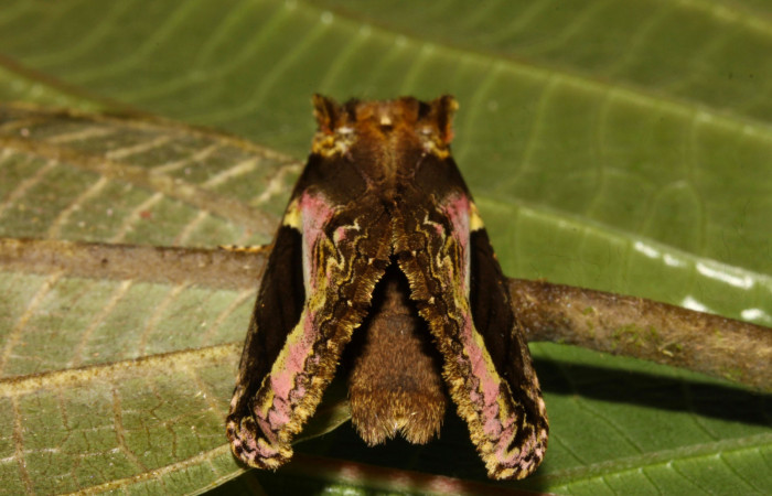 Fig 3. Adulto de <i>Rhuda difficilis</i></i>. Vista dorsal. Voucher: 14-SRNP-31016-DHJ721181.jpg, 40mm de longitud.