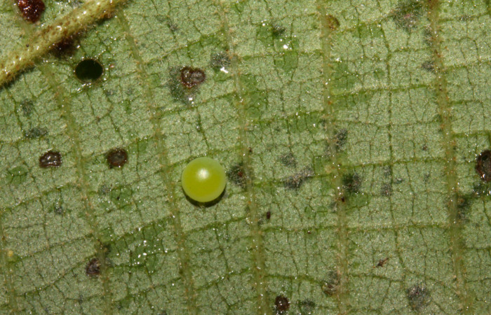 Fig.4. Huevo de <i>Rhuda difficilis</i></i>. Voucher: 14-SRNP-31016-DHJ721137.jpg, 1mm de longitud.
