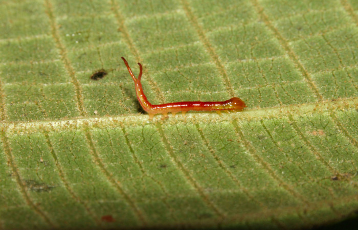 Fig.5. Larva de <i>Rhuda difficilis</i></i>. Vista lateral. Voucher: 14-SRNP-31016-DHJ721140.jpg, 11mm de longitud.
