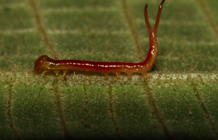 Fig.6. Larva de <i>Rhuda difficilis</i></i>. Vista lateral. Voucher: 14-SRNP-31016-DHJ721142.jpg, 11mm de longitud.
