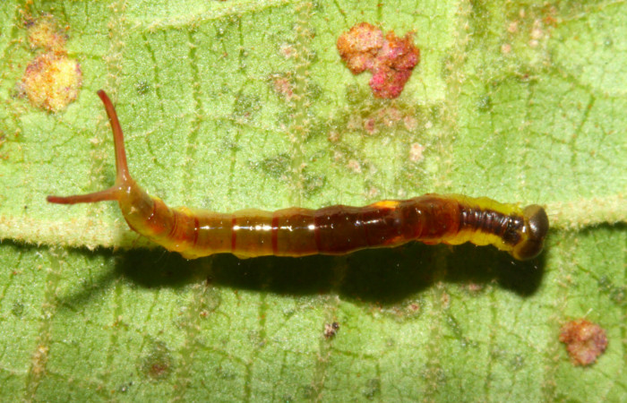 Fig.7. Larva de <i>Rhuda difficilis</i></i>. Vista dorsal. Voucher: 14-SRNP-31016-DHJ721147.jpg, 20mm de longitud.
