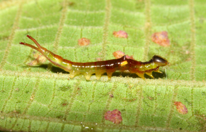 Fig.8. Larva de <i>Rhuda difficilis</i></i>. Vista lateral. Voucher: 14-SRNP-31016-DHJ721144.jpg, 20mm de longitud.
