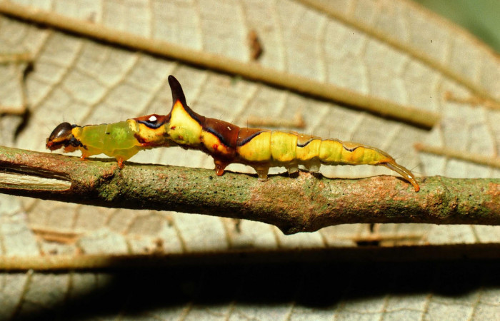 Fig.9. Larva de <i>Rhuda difficilis</i></i>. Vista lateral. Voucher: 02-SRNP-9631-DHJ68869.jpg.