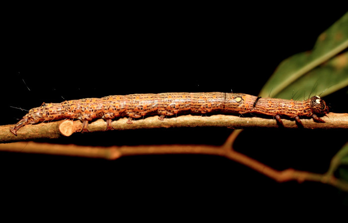 Figura 1. Larva <i>Euclystis sublignaris</i></i> (Erebidae), cuarto estadio posición lateral, mide 30 mm aproximadamente. Planta hospedera <i>Goethalsia meiantha</i></i> (Malvaceae). Voucher: 09-SRNP-44848-DHJ459829.jpg.