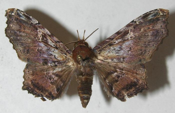 Figura 10. Adulto <i>Euclystis sublignaris</i></i> (Erebidae), posición dorsal, mide 40 mm aproximadamente. Voucher: 11-SRNP-65982-DHJ554382.