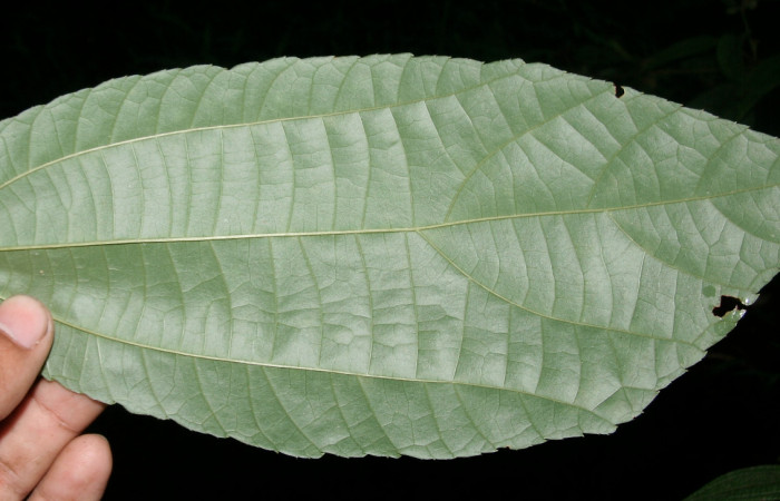 Figura 12. Planta hospedera <i>Goethalsia meiantha</i></i> (Malvaceae). Posición envés, mide 20 centímetros aproximadamente. Voucher: BioBot05748-BB024269.JPG.