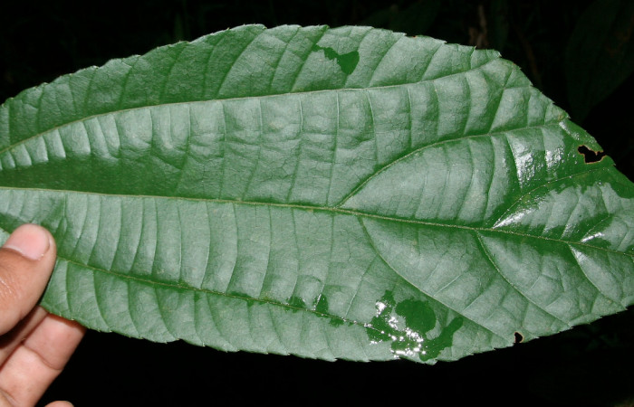 Figura 13. Planta hospedera <i>Goethalsia meiantha</i></i> (Malvaceae). Posición haz, mide 20 centímetros aproximadamente. Voucher:BioBot05748-BB024270.JPG.