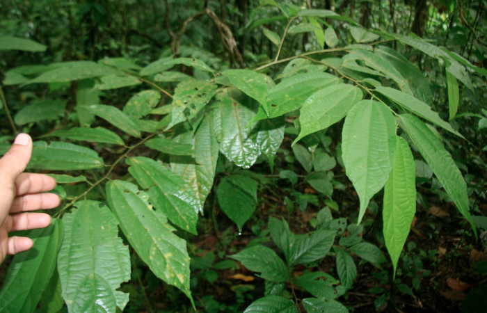 Figura 14. Planta hospedera <i>Goethalsia meiantha</i></i> (Malvaceae). Posición hojas alternas, árbol juvenil, mide 20 centímetros aproximadamente. Voucher:BioBot05745-BB024247.JPG.