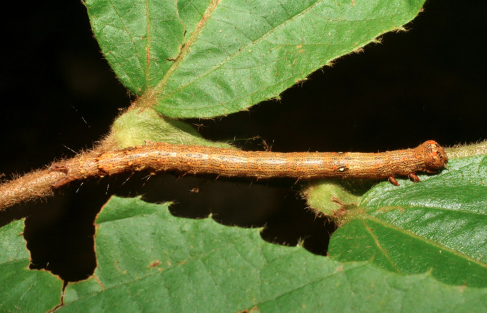 Figura 15. Larva <i>Euclystis guerini</i></i> (Erebidae), último estadío, posición lateral dorsal, mide 46 mm aproximadamente. Planta hospedera <i>Luehea speciosa</i></i> (Malvaceae). Voucher: 06-SRNP-57652-DHJ417824.jpg.