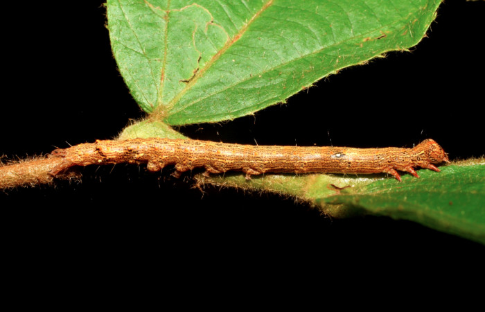 Figura 16. Larva <i>Euclystis guerini</i></i> (Erebidae), cuarto estadío, posición lateral, mide 46 mm aproximadamente. Planta hospedera <i>Luehea speciosa</i></i> (Malvaceae) Voucher: 06-SRNP-57652-DHJ417825.jpg.