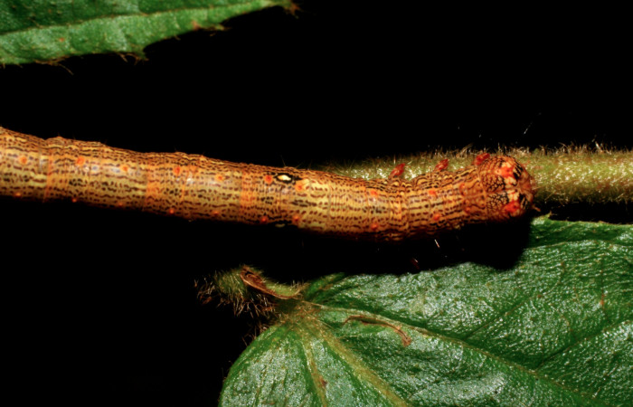 Figura 17. Larva <i>Euclystis guerini</i></i> (Erebidae), cuarto estadío, posición dorso cabeza, mide 46 mm aproximadamente. Planta hospedera Luehea speciosa (Malvaceae) Voucher: 06-SRNP-57652-DHJ417828.jpg.