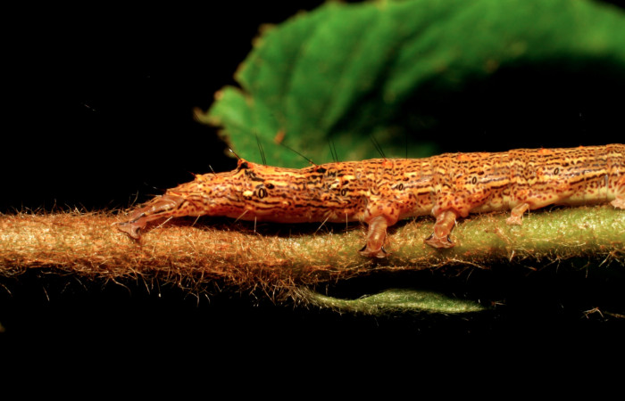 Figura 18. Larva <i>Euclystis guerini</i></i> (Erebidae), cuarto estadío, posición extremidades traceras, mide 46 mm aproximadamente. Planta hospedera <i>Luehea speciosa</i></i> (Malvaceae) Voucher: 06-SRNP-57652-DHJ417831.jpg.