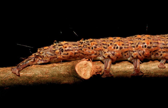 Figura 19. Larva <i>Euclystis guerini</i></i> (Erebidae), cuarto estadío, posición frontal cabeza, mide 46 mm aproximadamente. Planta hospedera <i>Luehea speciosa </i></i>(Malvaceae) Voucher:06-SRNP-57652-DHJ417834.jpg.
