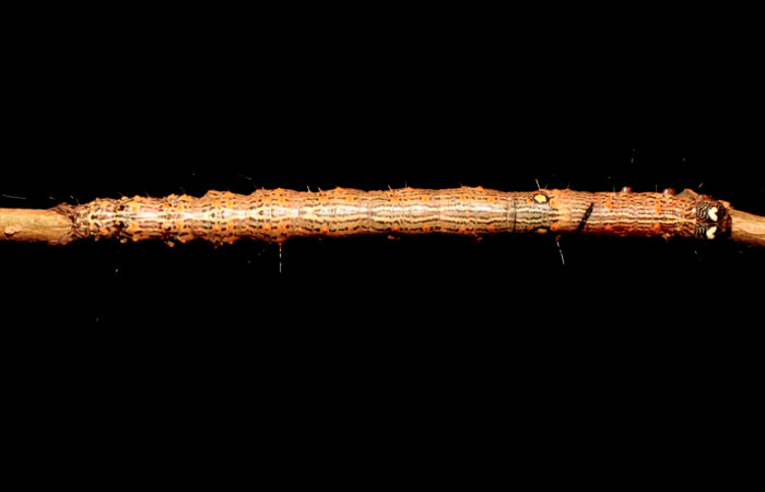 Figura 2. Larva <i>Euclystis sublignaris</i></i> (Erebidae), cuarto estadio posición dorsal, mide 30 mm aproximadamente. Planta hospedera <i>Goethalsia meiantha</i></i> (Malvaceae). Voucher: 09-SRNP-44848-DHJ459831.jpg.