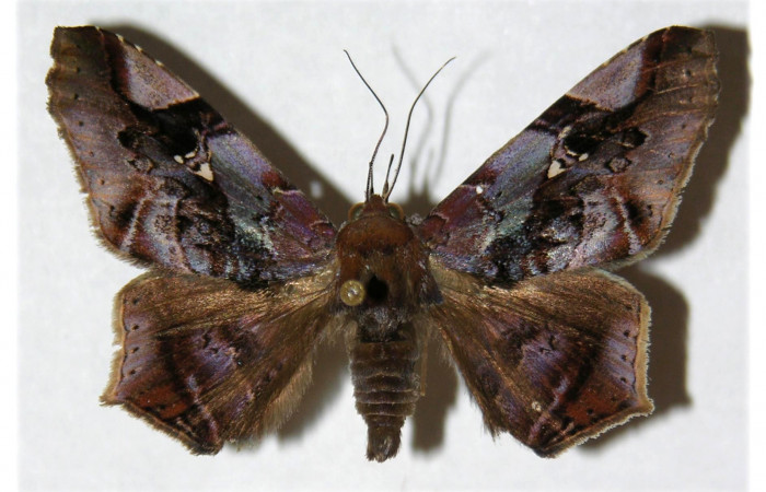 Figura 20. Adulto <i>Euclystis guerini</i></i> (Erebidae), posición dorsal, mide 41 mm aproximadamente. Voucher: 01- SRNP-13096-DHJ312578.