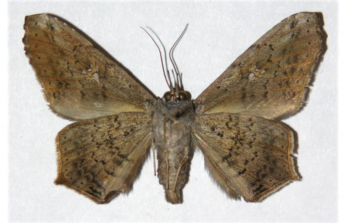 Figura 21. Adulto <i>Euclystis guerini</i></i> (Erebidae), posición ventral, mide 41 mm aproximadamente. Voucher: 01-SRNP-13096- DHJ312579.