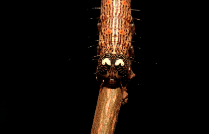 Figura 3. Larva <i>Euclystis sublignaris</i></i> (Erebidae), cuarto estadio posición la cabeza frontal, mide 30 mm aproximadamente. Planta hospedera <i>Goethalsia meiantha</i></i> (Malvaceae). Voucher: 09-SRNP-44848-DHJ459832.jpg.