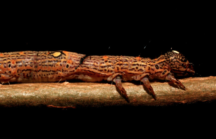 Figura 4. Larva <i>Euclystis sublignaris</i></i> (Erebidae), cuarto estadio posición lateral, torax, cabeza, mide 30 mm aproximadamente. Planta hospedera <i>Goethalsia meiantha</i></i> (Malvaceae). Voucher: 09-SRNP-44848-DHJ459833.jpg.