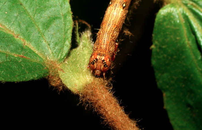 Figura 5. Larva <i>Euclystis sublignaris</i></i> (Erebidae), cuarto estadío posición atras lateral, mide 30 mm aproximadamente. Planta hospedera <i>Goethalsia meiantha</i></i> (Malvaceae). Voucher: 09-SRNP-44848-DHJ459834.jpg.