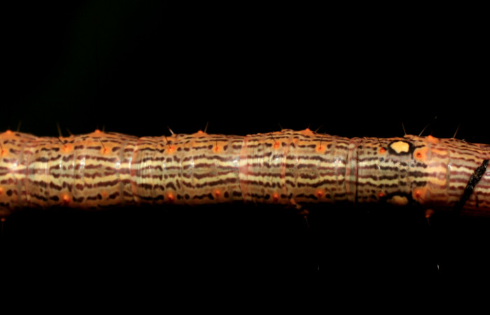 Figura 6. Larva <i>Euclystis sublignaris</i></i> (Erebidae), cuarto estadío posición la dorsal, mide 30 mm aproximadamente. Planta hospedera <i>Goethalsia meiantha</i></i> (Malvaceae). Voucher: 09-SRNP-44848-DHJ459836.jpg.