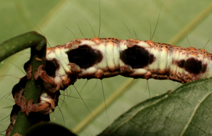 Figura 7. Larva <i>Euclystis sublignaris</i></i> (Erebidae), cuarto estadío posición las patas, mide 30 mm aproximadamente. Planta hospedera <i>Goethalsia meiantha</i></i> (Malvaceae). Voucher: 09-SRNP-44848-DHJ459839.jpg