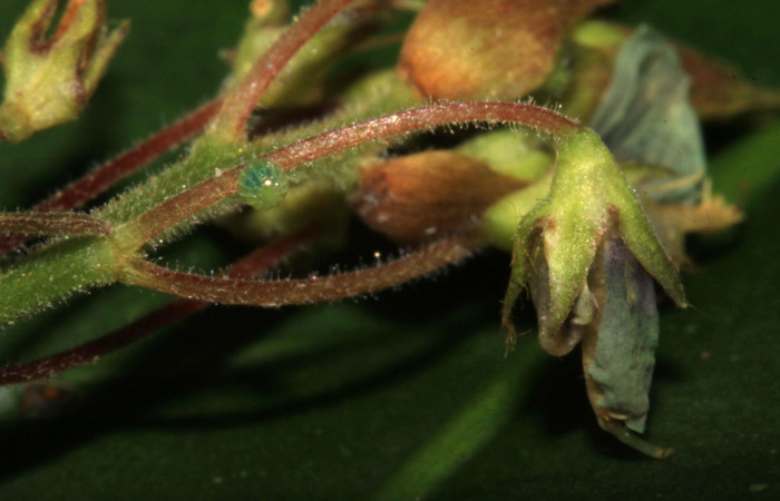 Fig.1. Huevo de <i>Urbanus simplicius</i></i>. 1mm de longitud. Voucher: 15-SRNP-31393-DHJ728217.jpg.