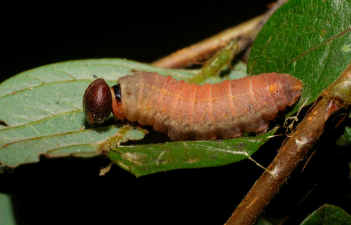 Fig.10.Prepupa de <i>Urbanus esta</i></i>. 22mm de longitud. Voucher: 06-SRNP-40068-DHJ413859.jpg.